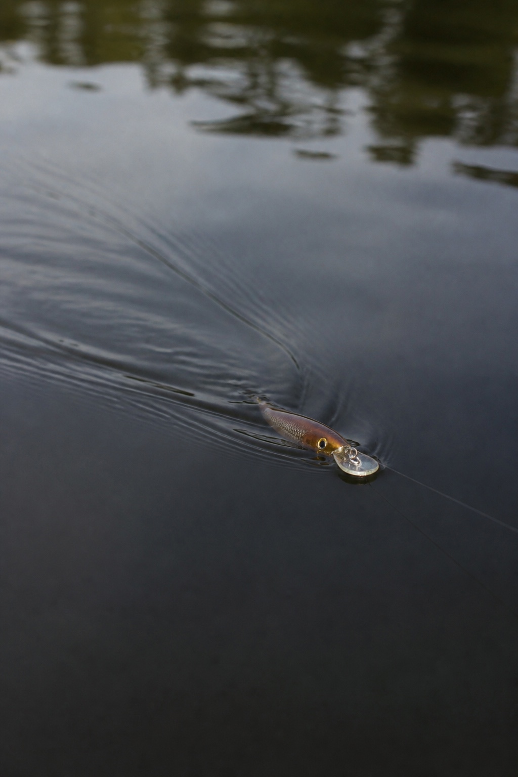 Wooden metal lip swimmer running just under the surface of calm dark water, leaving a narrow V shaped wake behind it