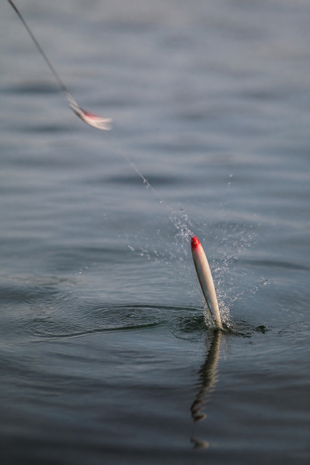 Tail heavy wooden pencil popper standing nose up in the water while the head is whipped from side to side with the rod tip